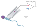 Ion Channels in Sperms