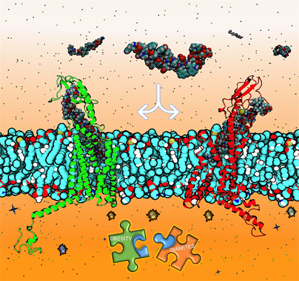 Figure 1: Illustrations of designed therapeutic peptide cotargeting glucagon and glucagon-like Peptide-1 receptors.