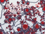 Chromatin Simulated at Physiological Densities