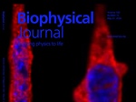 How Nuclear Curvature Directs YAP Mechanotransduction and Stem Cell Fate