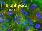 Using Magnetic Fields and Magnetic Nanoparticles to Influence Cardiac Waves of Excitation
