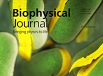 What Should We Measure—Cell Length Or Cell Volume?