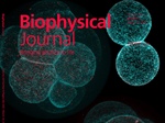 The Mechanics of Cell Compaction: Cdh1 and the Cytoskeletal Ties behind Cell Adhesion