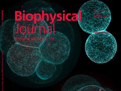 The Mechanics of Cell Compaction: Cdh1 and the Cytoskeletal Ties behind Cell Adhesion