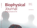 Membrane Budding Driven by Lipid Demixing and Membrane Asymmetries