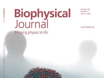 Membrane Budding Driven by Lipid Demixing and Membrane Asymmetries