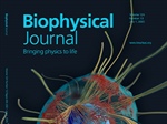 Curved Microtentacles Drive Circulating Tumor Cell Extravasation