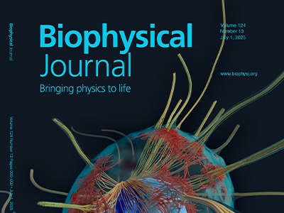 Curved Microtentacles Drive Circulating Tumor Cell Extravasation