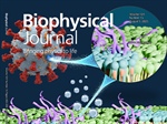 The Driving Force of Viral Entry: Water Expulsion and Lipid Ordering
