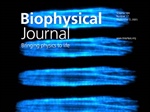 Stretch-Dependent Sarcomere Spacing in Live Cardiac Myocytes