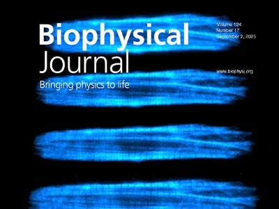 Stretch-Dependent Sarcomere Spacing in Live Cardiac Myocytes