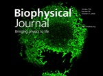 Super-Resolution Imaging Reveals PIP2 Nanoscale Clusters in Immune Cells