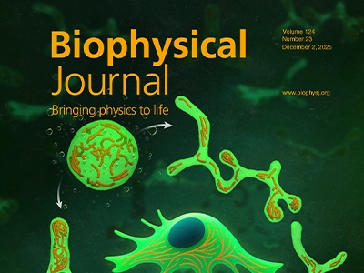 Dynamic Vesicle Reorganization by Internal Active Filaments