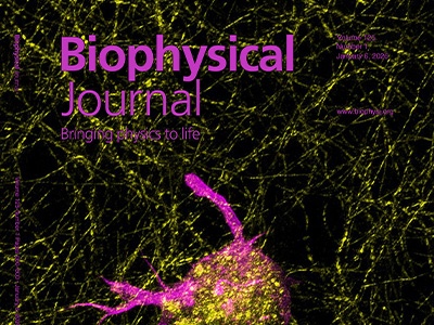 The Whispers between the Cell and the Matrix: Fibroblasts Entrapped in a Collagen Network