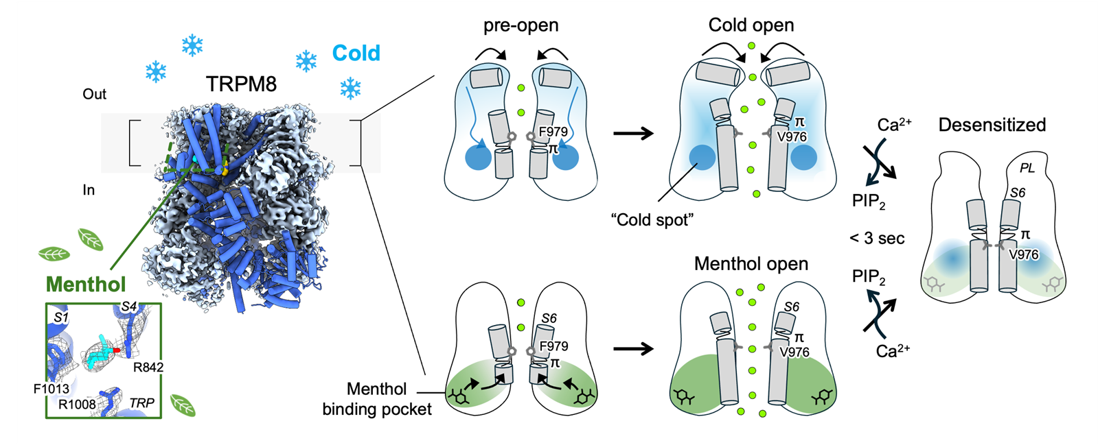 Scientists Show How Your Body Senses Cold—And Why Menthol Feels Cool