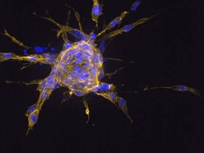 View the Program-at-a-Glance