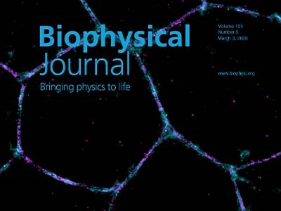 Nanoscale Insights: Unveiling the Architecture of Adherens Junctions in Tissue