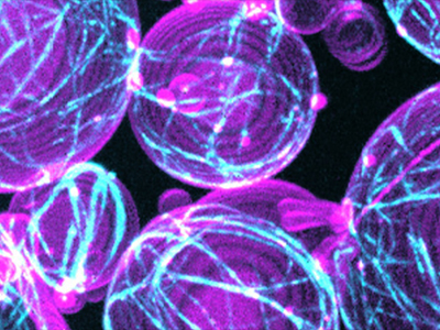 Celebrating the Science That Connects Us