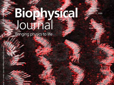 Mechanosensory Hair Cells in a Mouse Cochlea