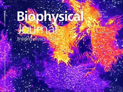 Visualizing Endocytosis of Sialylated Glycoproteins in Live Cells