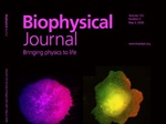 Shear Stress–Induced Membrane Protein Gradients