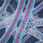Building Community in Biophysics: Introducing the New Muscle Biology Subgroup