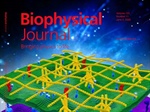 The Cytoskeleton—An Important Regulator of Membrane Protein Condensation