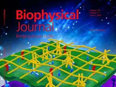 The Cytoskeleton—An Important Regulator of Membrane Protein Condensation