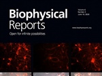 Inhibition of the ATP Synthase c-Subunit Leak Channel with Bedaquiline  Rescues Excitotoxic Cell Death in Neurons