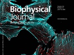 From Cell Contact to Cellular Mechanics: CRB2 as a Dynamic Sensor in Kidney Cells