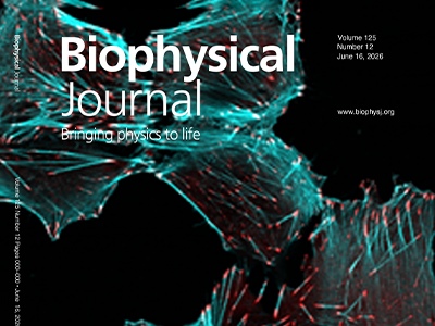 From Cell Contact to Cellular Mechanics: CRB2 as a Dynamic Sensor in Kidney Cells