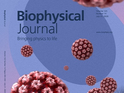 The Sticky Science of HPV16-glycan Interactions: How Multivalency Shapes Virus Dynamics at the Cell Surface