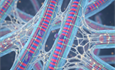 Emerging Science and Scientists in Muscle Biology-Monday through Thursday
