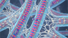 Emerging Science and Scientists in Muscle...