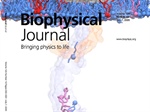 Actin around the Nucleus: How Epithelial Cells Protect Their DNA under Pressure