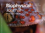 Rocking without a Tune: A 3D Picture of How Reptiles Hear