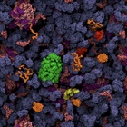 Biopolymers in vivo (BIV)