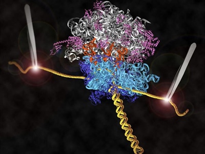 Revisiting the Central Dogma of Molecular Biology at the Single-Molecule Level – Lima 2019