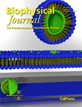 Kiss-and-Run Asymmetric Vesicles