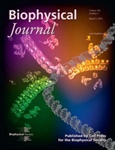 New Perspective on Gene Regulation Highlighted on BiophysJ Cover