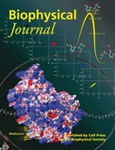Enzymes Sliding on the New BiophysJ Cover