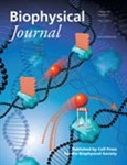 Roadblock Molecules on the BiophysJ Cover