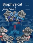 Medieval Coat of Arms Inspires the Latest BiophysJ Cover