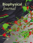 3D Cellular Membrane Systems Highlighted on BiophysJ Cover