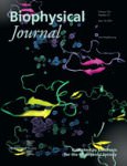 Aβ40 and Aβ42 Alzheimer’s peptides on the BiophysJ cover
