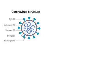 Coronavirus Structure, Vaccine and Therapy Development