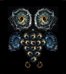 The Science Behind the Image Contest Winners: A Traction Owl