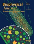 My Favorite Biophysical Journal Papers of 2019 – Part 3