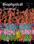 Gram-Negative Bacterial Outer Membrane Molecular Complexity