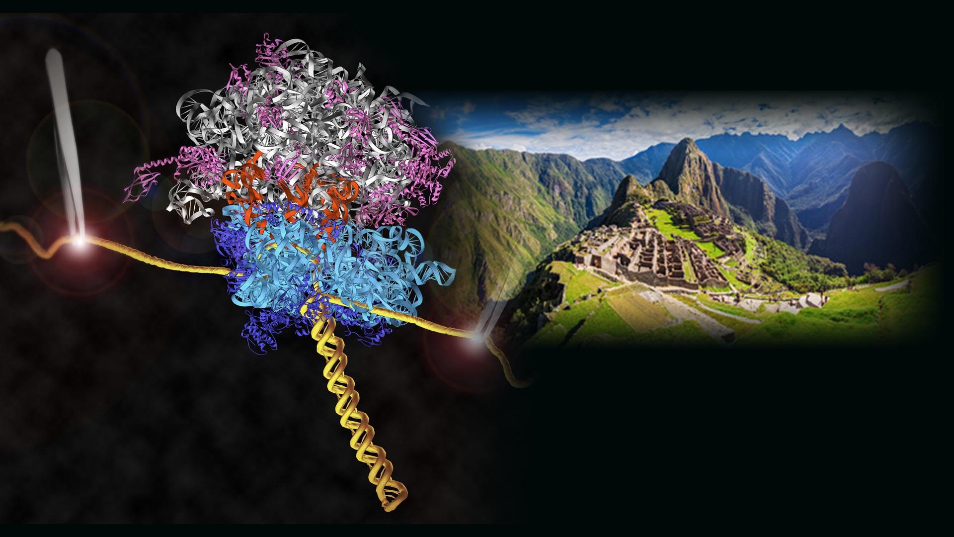 Revisiting the Central Dogma of Molecular Biology at the Single-Molecule Level Cover Image